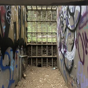 Ape exhibit transfer area