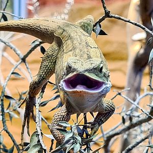 Central netted dragon?