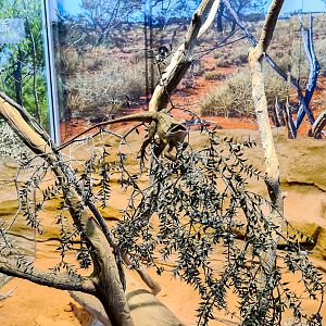 Central netted dragon?