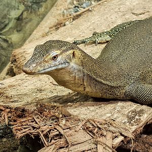 Merten's water monitor