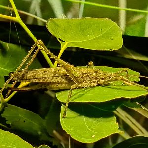 Spiny katydid