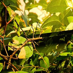 Goliath stick insect