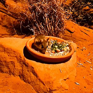 Spinifex hopping mouse