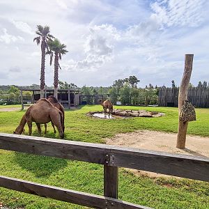Dromedary camel