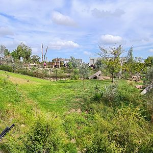African painted dogs enclosure