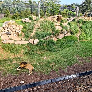Lion enclosure