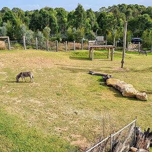 Zebra enclosure
