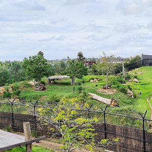 African painted dog enclosure