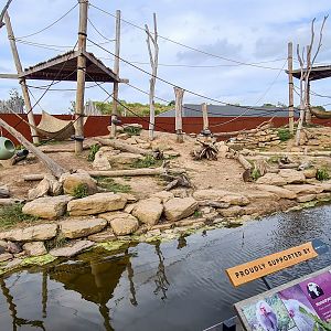 Hamadryas baboon enclosure