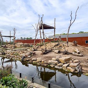Hamadryas baboon enclosure