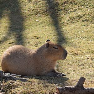 Capybara