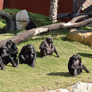 Chimp Troop