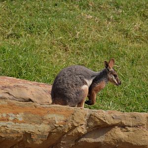 Yellow-footed Rock Wallaby