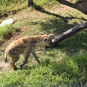 Spotted Hyena