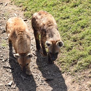 Spotted Hyena