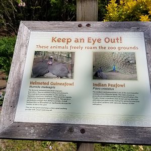 Cape May - Peafowl and guineafowl free-roaming sign