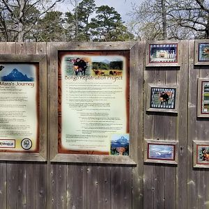 Cape May - Bongo Repatriation signs