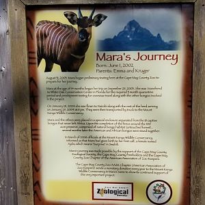 Cape May - Mara's Journey