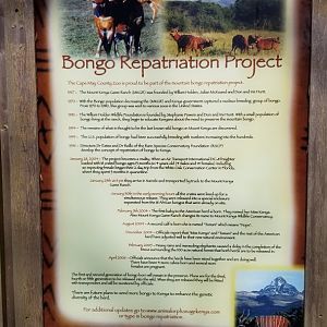 Cape May - Bongo Repatriation
