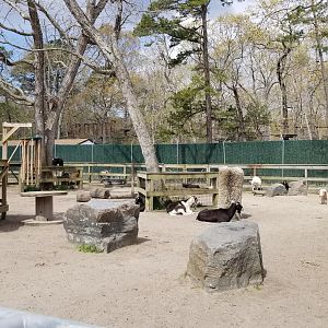 Cape May - Goats and cow