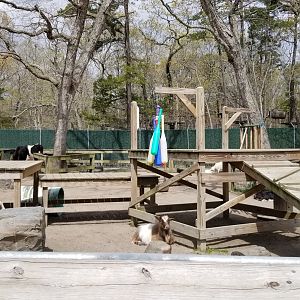 Cape May - Goats and cow