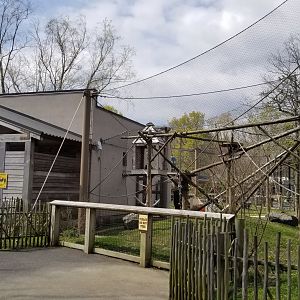 Cape May - Black Howlers