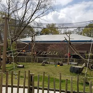Cape May - DeBrazza's Monkeys
