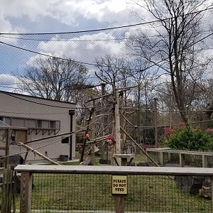 Cape May - DeBrazza's Monkeys