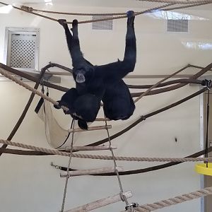 Cape May - Siamangs