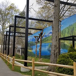 Cape May - Bald Eagle