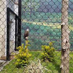 Cape May - Bald Eagle