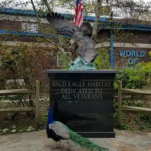 Cape May - Bald Eagle monument