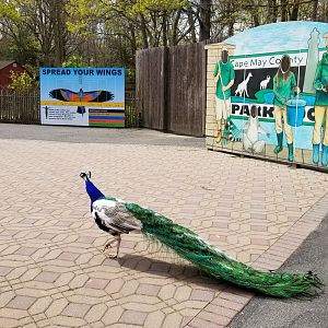 Cape May - Photo props & peacock