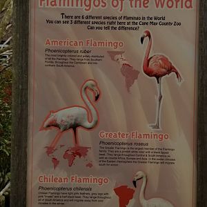 Cape May - Flamingo sign