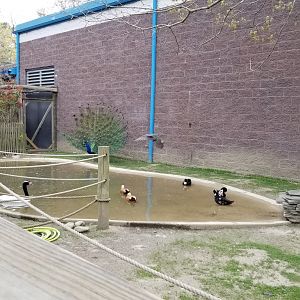 Cape May - Flamingo? pool? Black-neck swan, ruddy shelduck