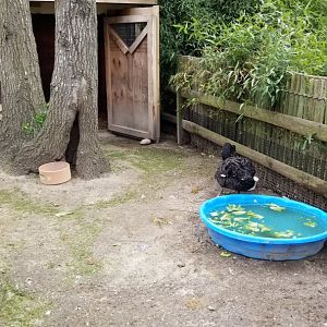 Cape May - Black swan