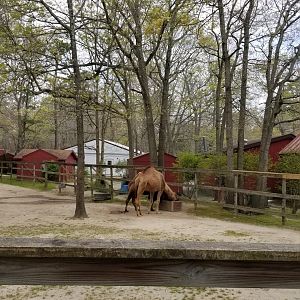 Cape May - Camels