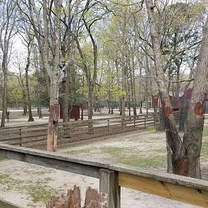 Cape May - Camels on right, alpaca and llama on left