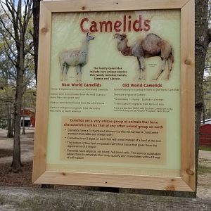Cape May - Camelids sign