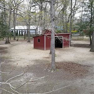 Cape May - Llama/alpaca