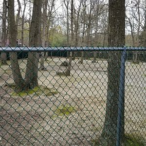Cape May - Left end of white-tailed deer