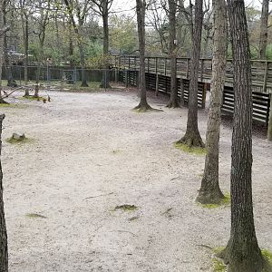 Cape May - Left end of white-tailed deer