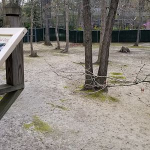 Cape May - Left end of white-tailed deer