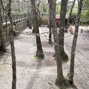 Cape May - Middle of white-tailed deer