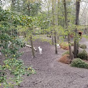 Cape May - Right side for white-tailed deer