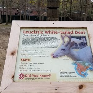 Cape May - Leucistic white-tailed deer sign