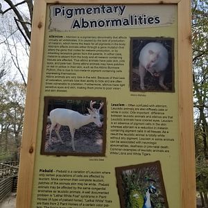 Cape May - Sign about albinism, leucisticism, and piebald