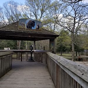 Cape May - American Bison