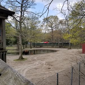 Cape May - American Bison
