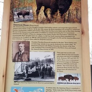 Cape May - American Bison conservation